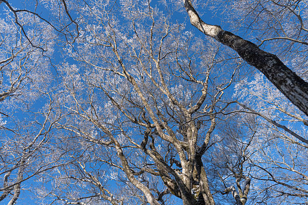 single big oak tree in winter