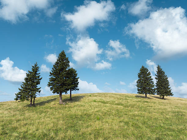 A peaceful spring landscape featuring a grassy green meadow with scattered fir trees under a bright blue sky with soft white clouds.
