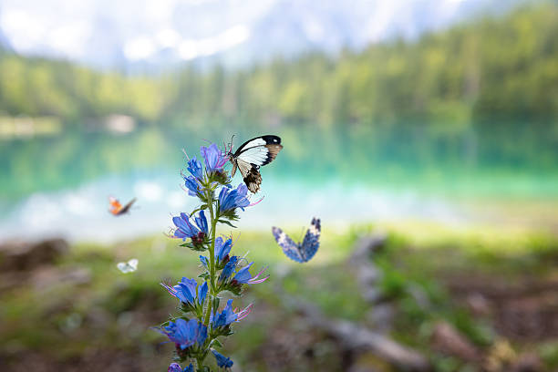A black-veined white butterfly (Aporia crataegi) feeding on blooming blue viper’s bugloss (Echium vulgare) beside a turquoise alpine lake.