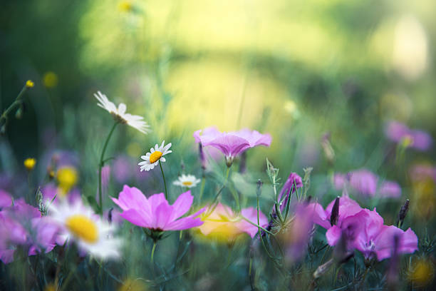 istock Soft Spring Meadow With Pink Wildflowers And Daisies 2256013791