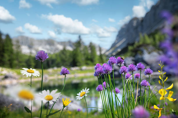 Wild alpine flowers blooming on a green meadow beside a crystal clear mountain lake with dramatic rocky peaks in the background on a sunny summer day.