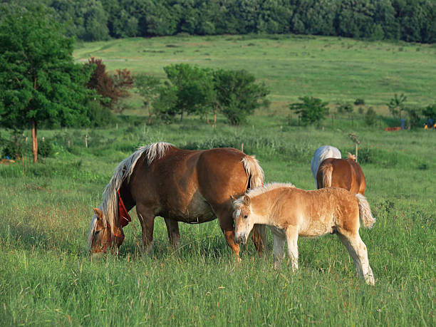 A cinnamon-colored horse smiling while eating. In the background, a colt is rubbing against the bark of a pine tree to scratch itself, which gives it great pleasure. They are in an area with pines in La Cañada-Herradón de Pinares (Ávila-Castilla y León-Spain).
