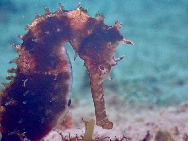 Mediterranean Seahorse - Hippocampus guttulatus