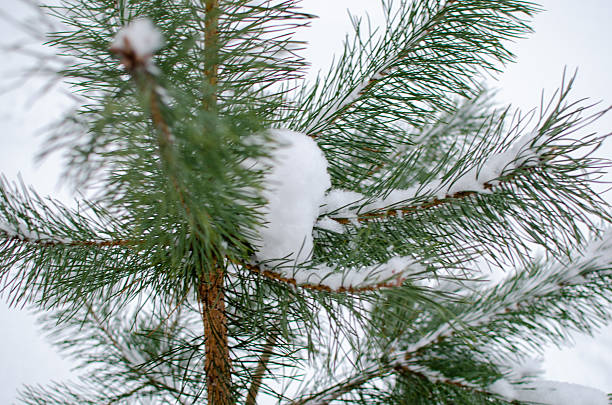 Close-up winter nature scene shows snow on pine tree branch. Beautiful, peaceful, serene mood