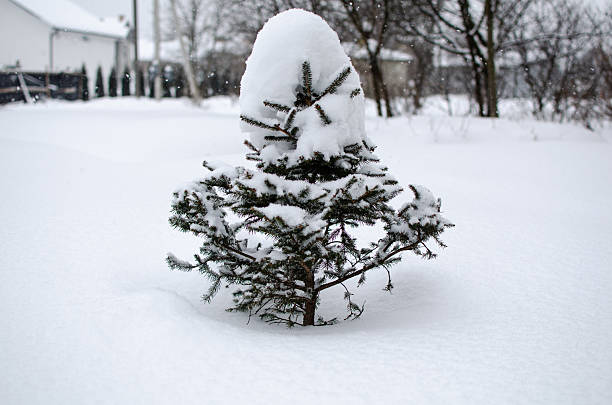 A small evergreen, buried in snow, stand in field. Use for winter holiday or seasonal use