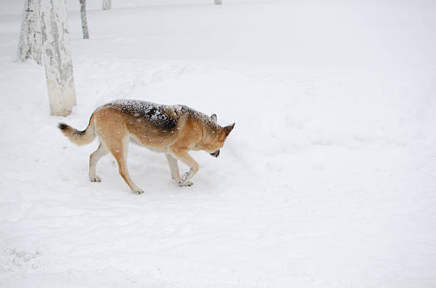 Dog walk in fresh fallen snow. The animal sniff the ground. Winter landscape. Cold day photo