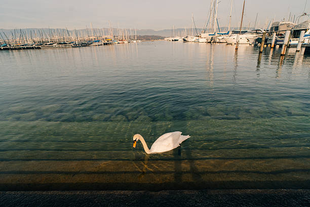 Monument du Port Noir in geneva switzerland. High quality photo