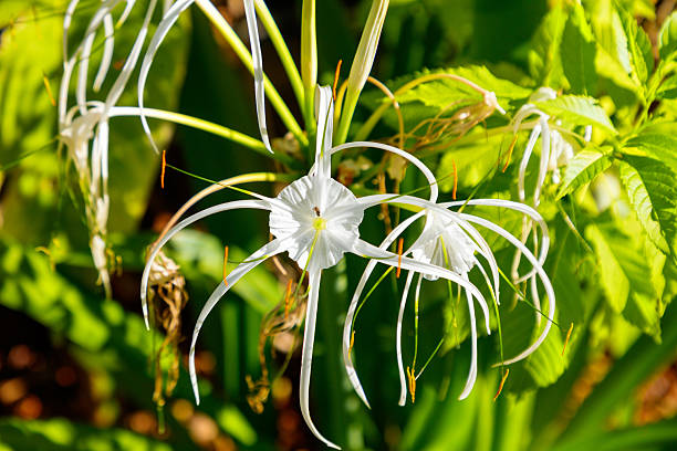 A white flower with a yellow center. The flower is surrounded by green leaves. The flower is in the middle of the plant