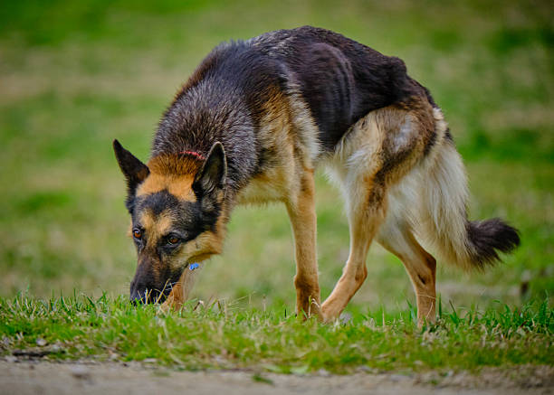 German Shepherd dog in a park