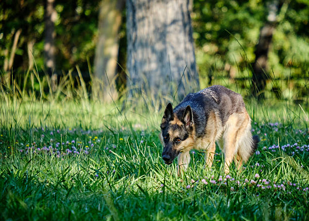 German Shepherd dog walking in a park