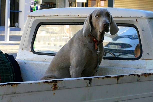 Europe, France, Nouvelle-Aquitaine, Charente-Maritime, La Rochelle - October 14, 2025 : a large dog in a waiting situation, held by a chain attached to its collar, an elegant Weimaraner with piercing eyes, drooping ears and a silver-grey coat, captivating the viewer's attention with its slightly sad gaze that fixes the camera, is sitting in the back of an old white and rusty van parked in an urban environment.