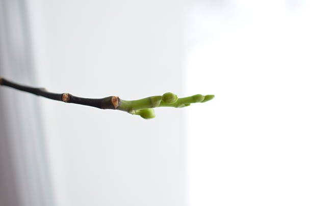 Propagation of orchid at home, soaking in fertilizer.