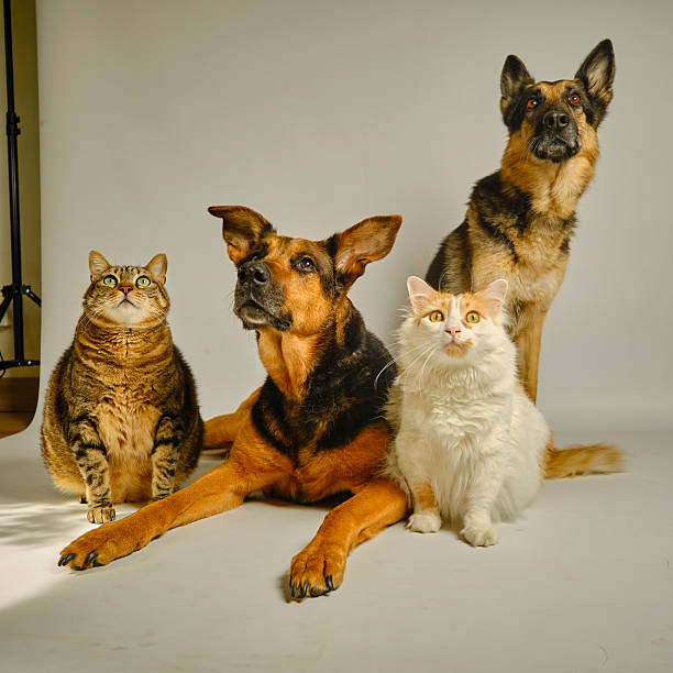 They're not a pack, they're family. Dogs and cats posing for a studio photo. White background.