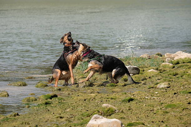 Dogs playing in a river in summer. German Shepherd, summer.