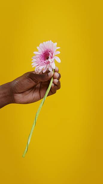istock Male hand holding a gerbera flower on a - Care. 2256022760