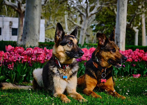 German Shepherd and mixed-breed dog in the park. Pet photography. Animal photography. Park photography