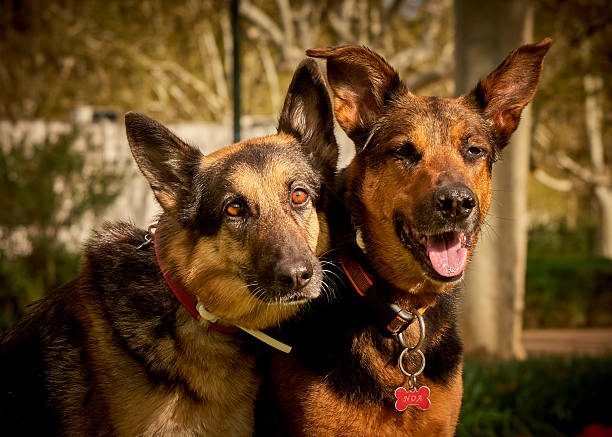 German Shepherd and mixed-breed dog in the park. Pet photography. Animal photography. Park photography