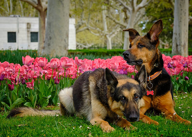 German Shepherd and mixed-breed dog in the park. Pet photography. Animal photography. Park photography