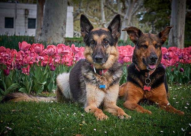 German Shepherd and mixed-breed dog in the park. Pet photography. Animal photography. Park photography
