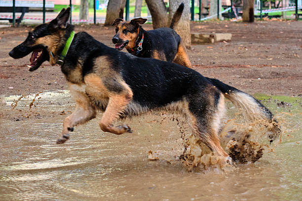 Dogs playing in a mud puddle. German Shepherd. Wet dog. Dirty dog.