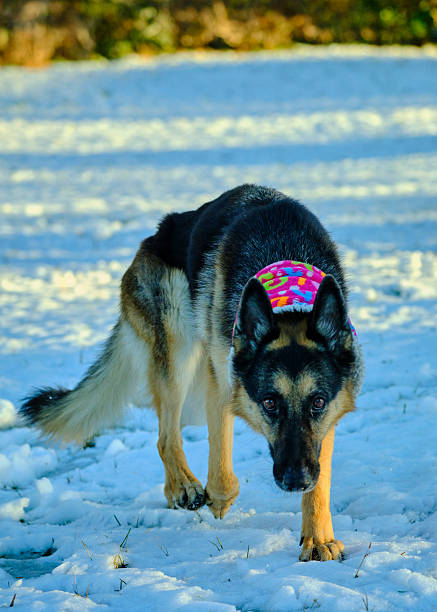 German Shepherd dog in the snow