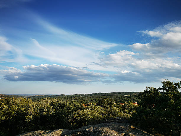 View of some trees with a cloudy sky in the background