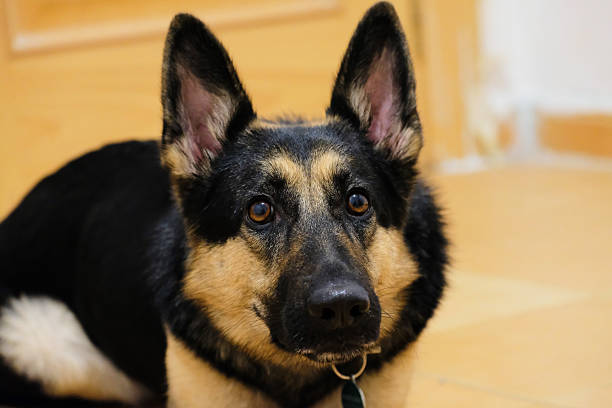 Portrait of a young German Shepherd dog.