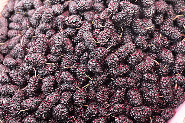 This close-up image displays a large, abundant pile of freshly harvested mulberries. The berries are primarily a deep, dark purple—almost black—indicating they are fully ripe and sweet, though some show reddish highlights. Their elongated, cylindrical shape and the presence of small, thin stems attached to many of the fruits distinguish them from blackberries. The bumpy texture of the individual drupelets is sharply detailed, evoking a sense of juiciness and natural freshness.