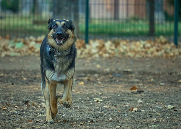 German Shepherd dog running in the park in autumn