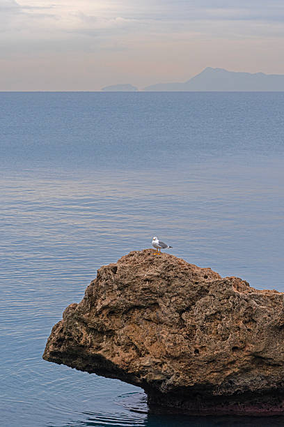 Seagull standing on coastal rock above calm sea