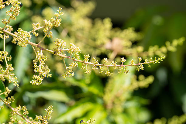 Mango flower panicles blooming on tree branches in a tropical garden, showing fresh green leaves and delicate blossoms, representing agriculture, fruit cultivation, and natural growth.