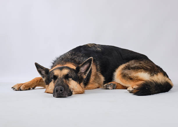 German Shepherd dog lying down on a white background. Studio photograph