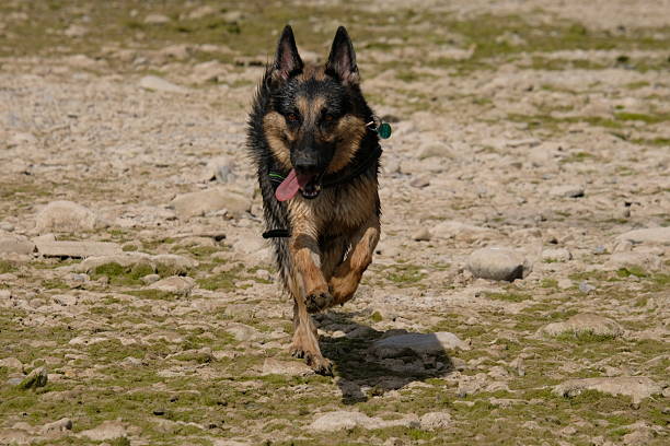 German Shepherd dog in a river. Wet dog.