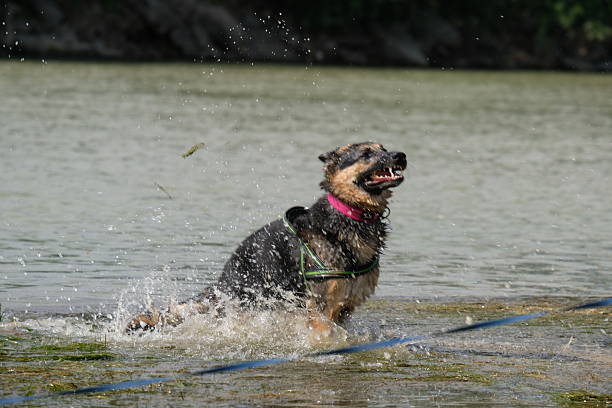 German Shepherd dog in a river. Wet dog.