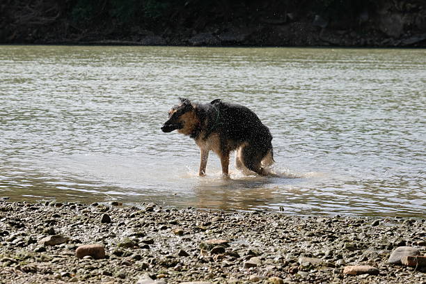 German Shepherd dog in a river. Wet dog.