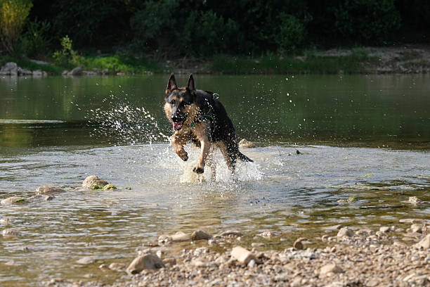 A german shepherd dog playing in a swimming pool