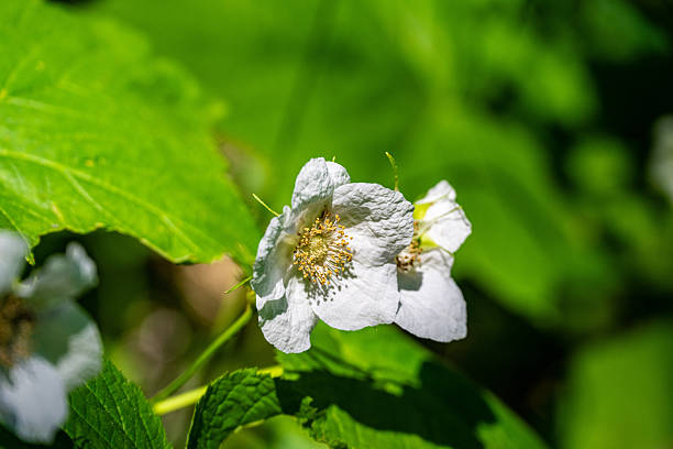 Close-up of a delicate white wildflower in bloom against a soft green blurred background. Minimalist nature image with shallow depth of field, natural light, and gentle botanical details, ideal for wellness, environment, growth, purity, spring, and background concepts. Seen in Glacier National Park.
