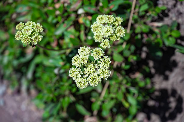 Close-up of a delicate wildflowers in bloom against a soft green blurred background. Minimalist nature image with shallow depth of field, natural light, and gentle botanical details, ideal for wellness, environment, growth, purity, spring, and background concepts. Seen in Glacier National Park.