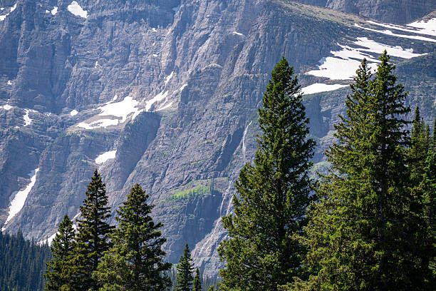 Steep rocky mountain cliffs rising above dense evergreen forest in Glacier National Park, Montana, USA. Dramatic alpine landscape with exposed rock faces, lingering snow patches, pine trees, and rugged wilderness, ideal for nature, geology, environment, conservation, and travel concepts.