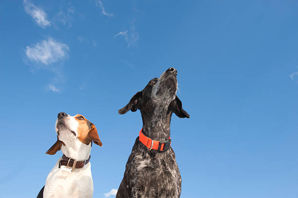 Low-angle view of two dogs standing side by side and looking upward against a bright blue sky with light clouds. The image conveys curiosity, attention, companionship, and alertness, with a clean minimal background ideal for concepts related to pets, loyalty, friendship, anticipation, and outdoor lifestyle.