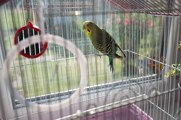 A vibrant green and yellow budgie sits calmly in its cage near a window. Sunlight illuminates the bird and the surrounding area, creating a peaceful atmosphere.