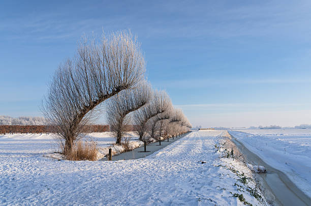 Trees during winter in the Dutch countryside.