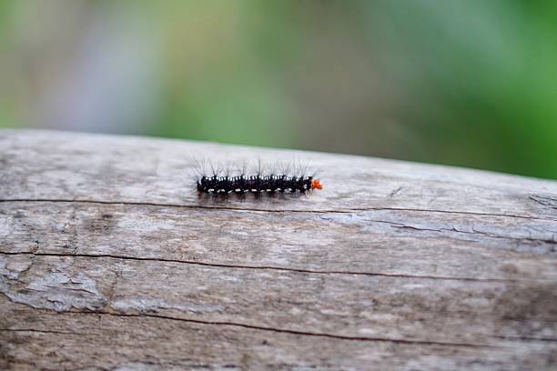 Black hairy caterpillar crawling on natural wooden log