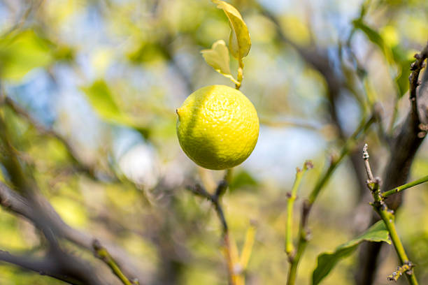 Lemon lime