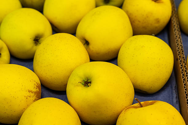 Modern minimalist still life with yellow apples on yellow background