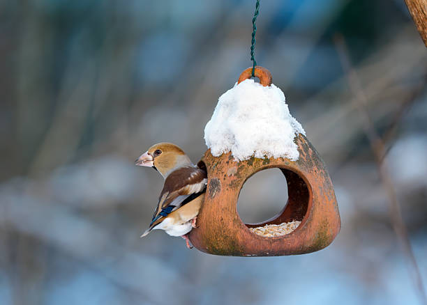 Hawfinch feeding from a terracotta bird feeder in January.