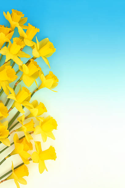 Yellow daffodil flowers springtime floral display on gradient blue background. Flower arrangement, symbol of Spring for Wales St Davids Day.