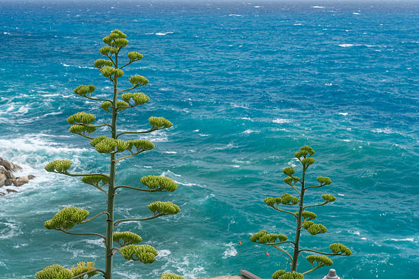Olive trees and dry shrubs on Greek coast with turquoise sea and mountains in the background
