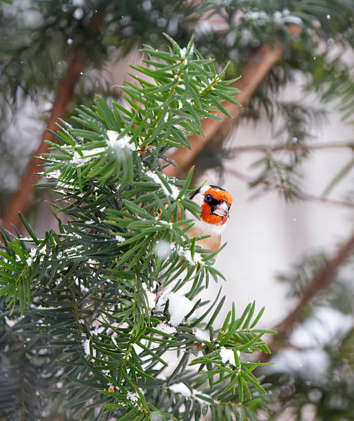 European goldfinch hiding in a yew tree.