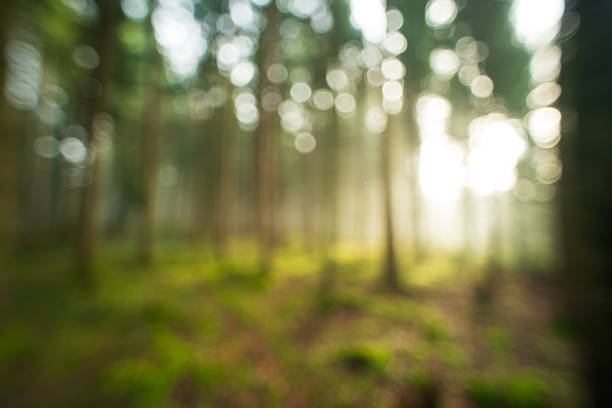 Soft-focus, abstract image of a forest with tall tree trunks. Blurred background with dreamy bokeh, nature background, no people